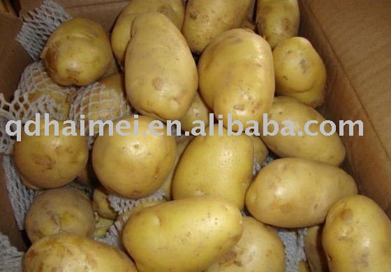 2011 NEW CROP fresh potato top quality