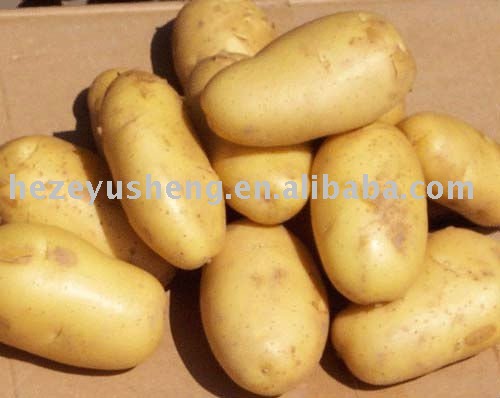 farm holland potato