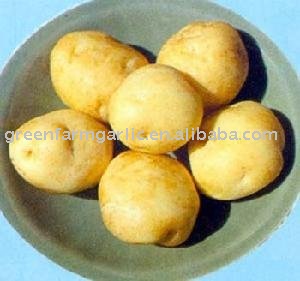 Expoting Fresh Yellow Holland Potatoes--Best Price