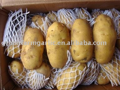 supplying 2011 Fresh Yellow Holland Potatoes--Best Price