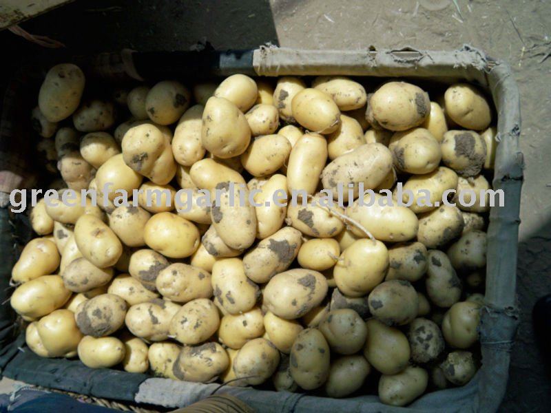 Chinese 2011 Fresh Potato