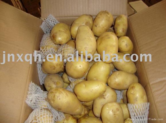 2011  new   crop ped  yellow   potato 