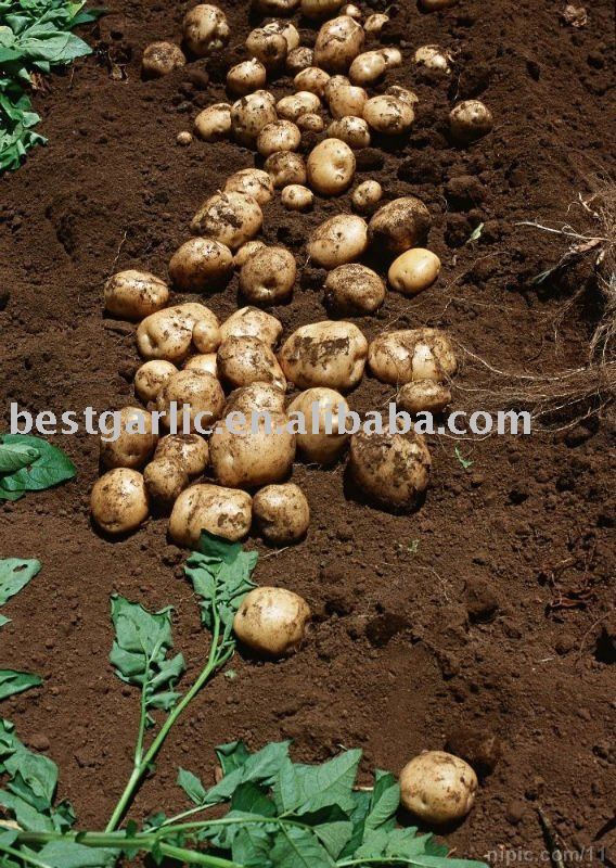 Atlantic Potato new crop