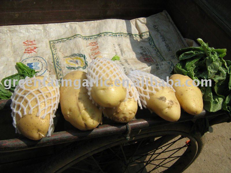 New Yellow Holland Potatoes