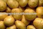 holland potato producer