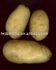 holland potato price