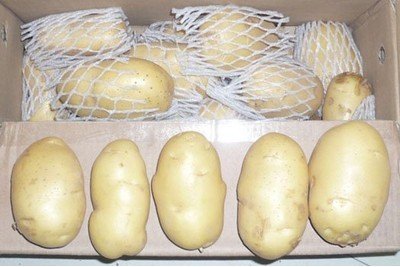 chinese new crop fresh potato yellow skin in carton package