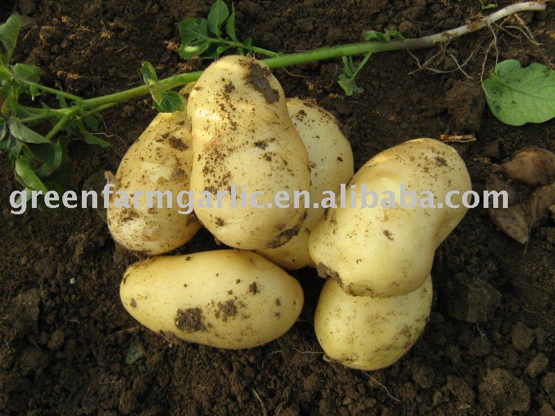 Chinese 2011 Fresh Potato in High Quality and Inexpensive