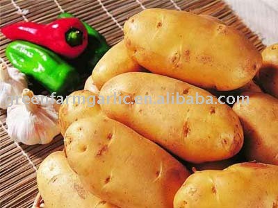 Chinese 2011 Fresh Potato in Good Quality and Low Price
