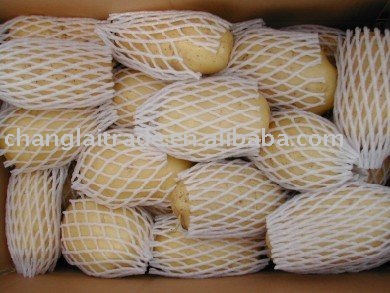 Holland Potato