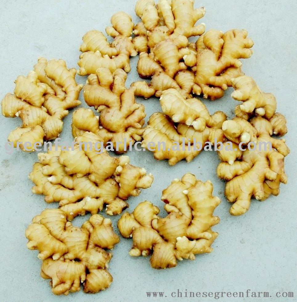 2011 Chinese Fresh Potato ,Holland Potato,Long Potato