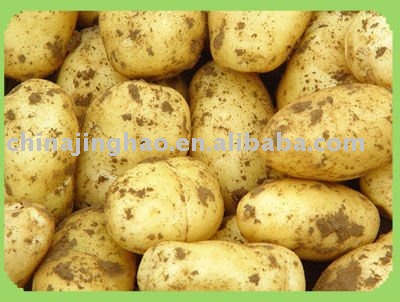 Competitive Price Fresh Holland Potato