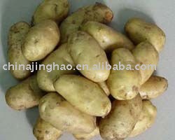 Competitive Price Yellow Fresh Holland Potato