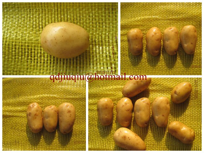 2011 fresh potato kartafla