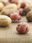 potato