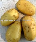 fresh holland potato