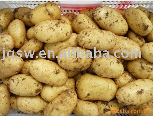 Chinese fresh holland potatoes,China JIUQIU price supplier - 21food