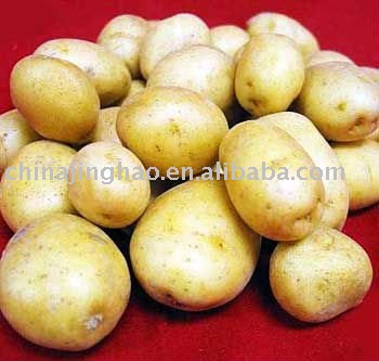 Fresh Holland Potato in Low Price,China Jinghao price supplier - 21food