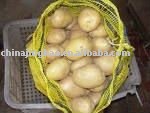 EXPORT  Holland Potato in 20kg/mesh bag package