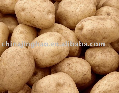China  Fresh  Holland  Potato  in  agriculture 