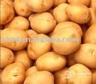 Fresh Holland Potato