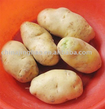 High Quality - 2010 New Crop China Fresh Yellow Holland Potato (200g ...