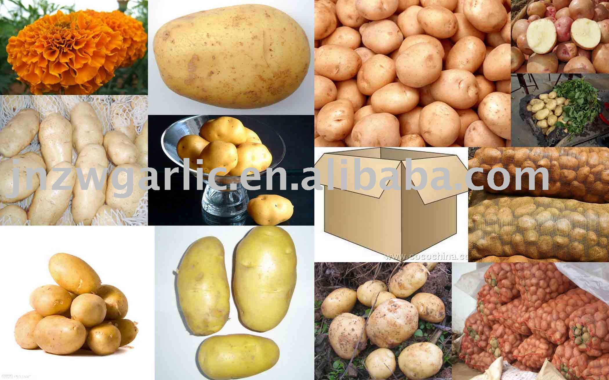 100g zhongwang holand potato