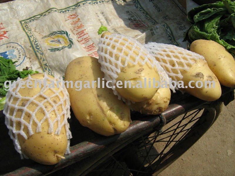 Chinese 2011 Fresh Potato in 70-100g,100-150g,150g up in Carton