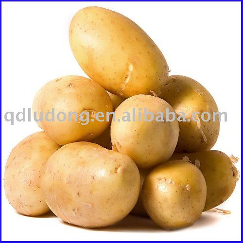 Fresh  holland  potato