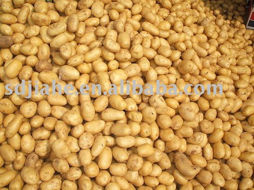 fresh holland potato