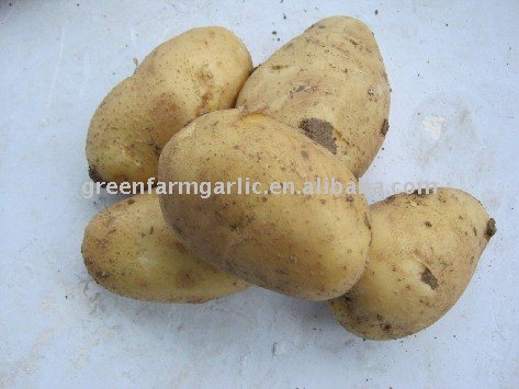 Greenfarm Fresh Yellow Holland Potatoes Seller