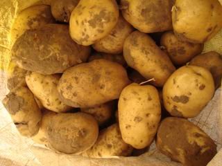 2011 new crop potatoes