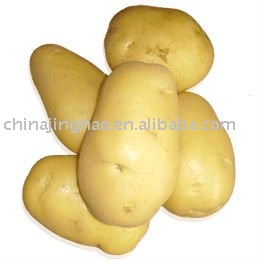  Farm   Fresh   Holland  Potato