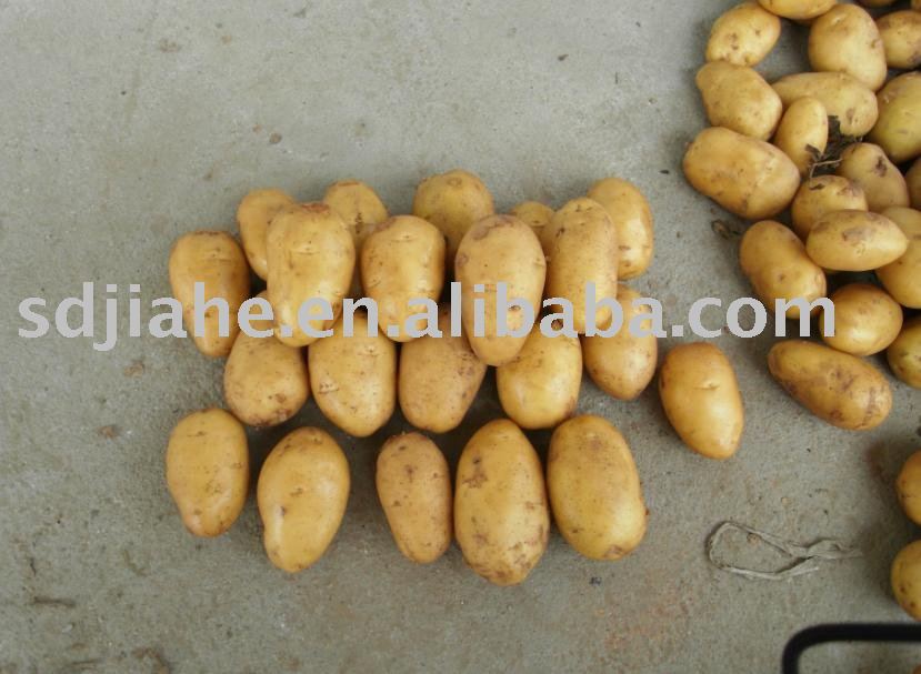 chinese fresh potato
