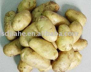 fresh chinese potato