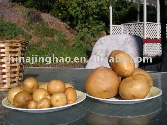 Smooth Surface - 2010 New Crop Chinese Fresh Natual Yellow Holland Potato for Sale (200g)