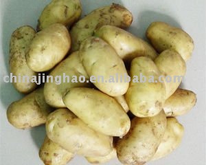 Low Price - 2010 New Crop Chinese Fresh Yellow Holland Potato