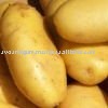  2011   fresh  potato
