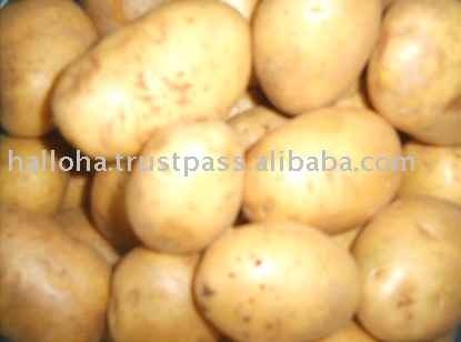 Holland Export White and Yellow Potatoes