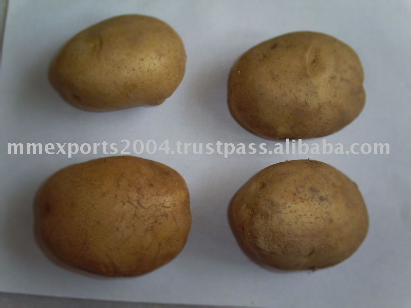 large fresh potato