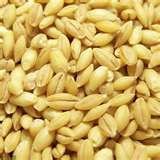 This product ( organic barley,fresh potates,fresh white and yellow maize) For Sale