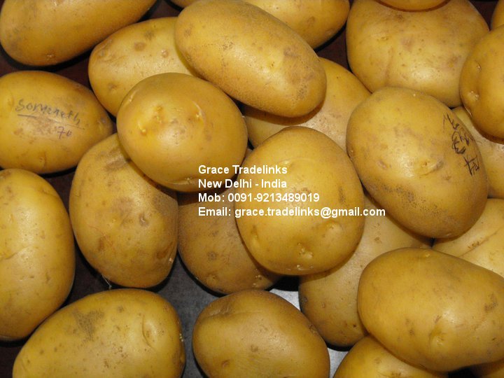 Fresh Indian Potato (Spunta / Nicola) FRESH WHITE POTATO / INDIAN POTATO / SUGARFREE POTATO / TABLE