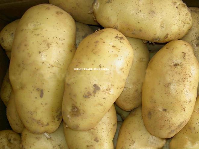 FRESH WHITE POTATO / INDIAN POTATO / SUGARFREE POTATO / TABLE POTATO