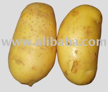 Holland Potato