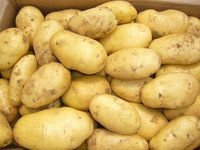 HOLAND potato supplier