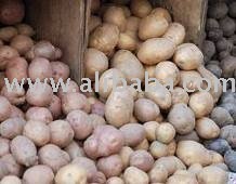 Fresh Potatoes