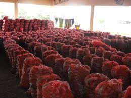 Fresh red and yellow  potatoes