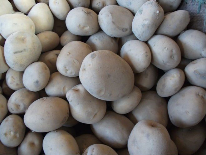 White    Red   Potatoes 