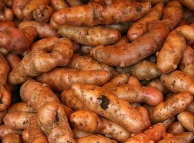 Potato