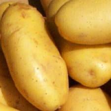 quality fresh potatoes now ready for sale